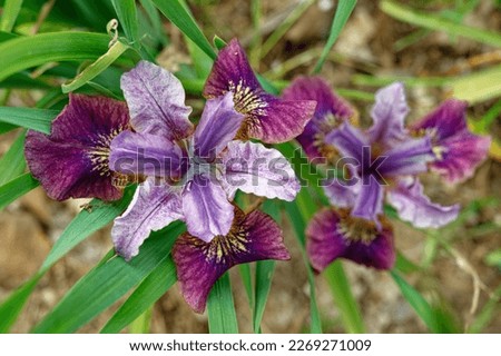 Iris sibirica 'Miss Apple' is a perennial plant with purple flowers Royalty-Free Stock Photo #2269271009