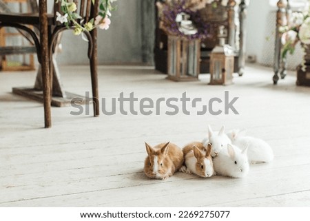 A group of cute Easter bunny rabbits on the living room floor. Beautiful cute pets