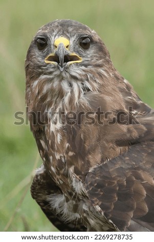 A portrait of a Common Buzzard looking at the photographer
