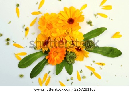 Bunch of marigolds on white background, copyspace