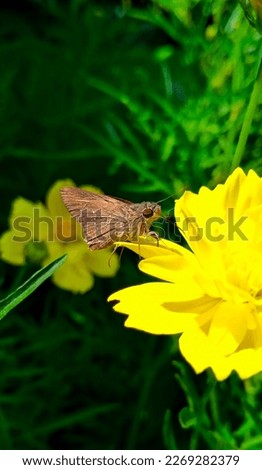 Small branded swift on yellow flower
