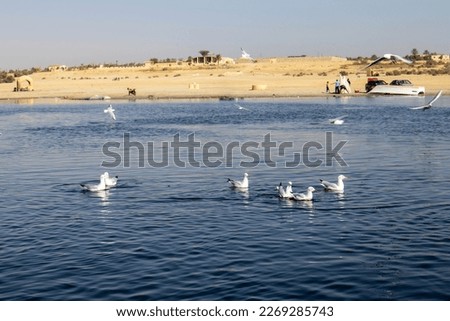 Bird on Wadi El-Rayan Lake, Al-Faiyum Oasis,  Egypt Royalty-Free Stock Photo #2269285743