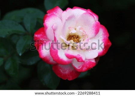 Blooming pink white gradient colors rose flower and green leaves isolated on black background