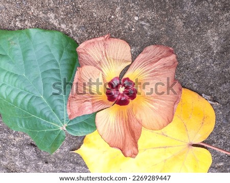 Pangandaran, Feb 26, 2023 : Beautiful colorful flower lying on the ground under the tree than placed on green yellow leaves with gray pavement for background.