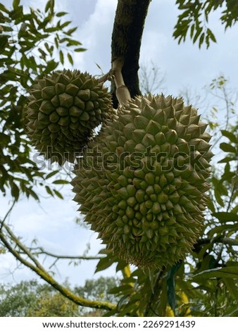 Durio Zibethinus is known as Durian, a fruit that very  commonly associated in Southeast Asia with unique smell and very good taste