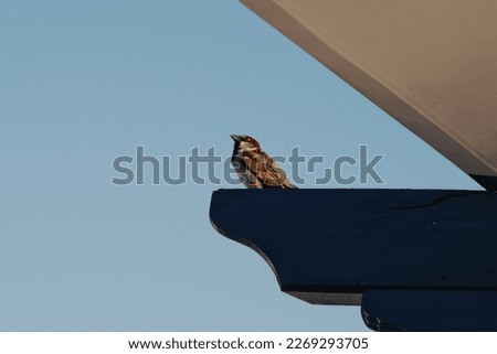 View of a single sparrow sitting on a roof


 Royalty-Free Stock Photo #2269293705