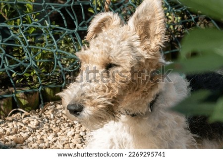 head of a Wire haired Fox Terrier in the garden sunshine Royalty-Free Stock Photo #2269295741
