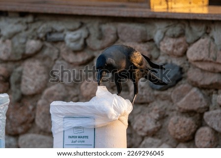 House Crow (Corvus splendens) standing on a garbage bin looking for food