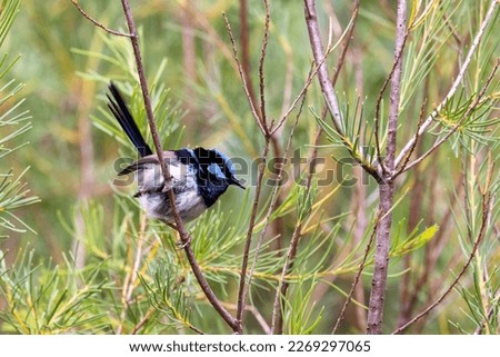Adult male Superb fairy wren, malurus cyaneus, against foliage background with space for text. Healesville, Victoria, Australia