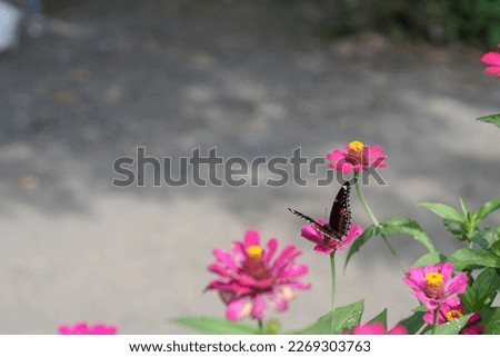 a beautifully patterned black butterfly perched on a pink sunflower against a negative space blurred background