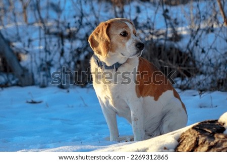 Beautiful dog Beagle sitting on the snow in a cold March day