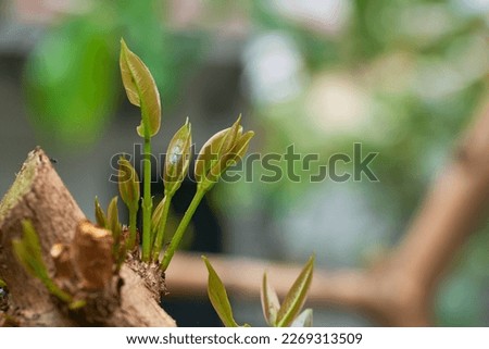 Photo of new branch sprout from tree.                  