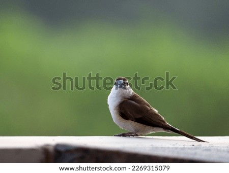 A picture of the Cute little Indian silverbill,  also known as white throated munia sitting on the stone wall, staring to the camera...