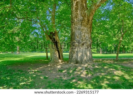 A 300 years old London planetree or Platanus × hispanica in Zilina. Royalty-Free Stock Photo #2269315177