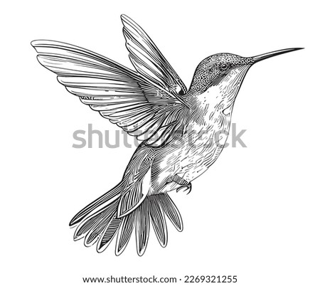 Hummingbird bird beautiful sketch hand drawn illustration