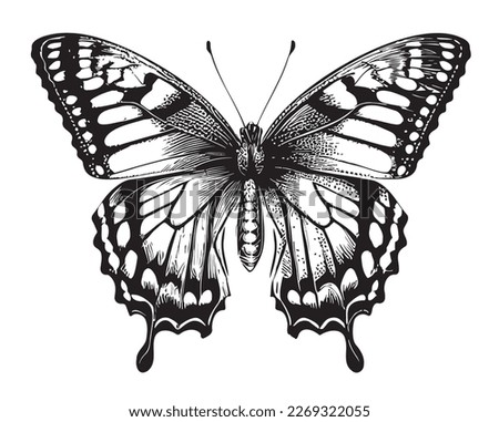 Butterfly beautiful hand drawn sketch illustration Insects