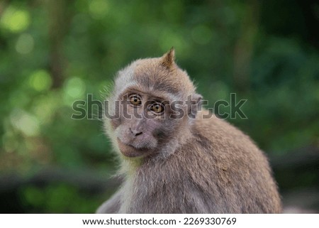 Portrait close-up of a young cynomolgus monkey looking directly into the camera, the rainforest diffuse in the background. Royalty-Free Stock Photo #2269330769