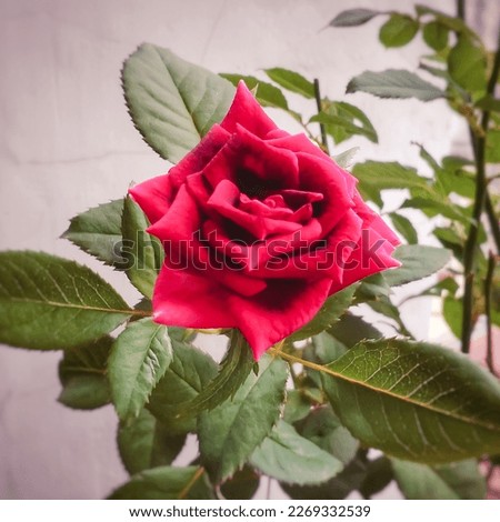 Red roses with green leaves blooming in the garden.