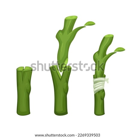 Plant grafting technique information illustration vector Royalty-Free Stock Photo #2269339503