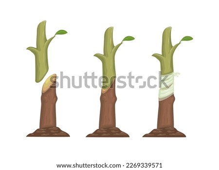Plant grafting method process information illustration vector Royalty-Free Stock Photo #2269339571