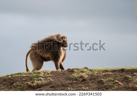 Adult Male Gelada Monkey Standing on a Hillside