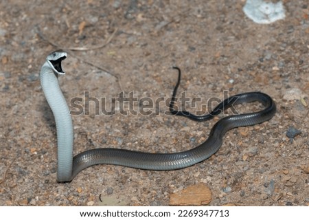 The fearsome Black mamba (Dendroaspis polylepis) 