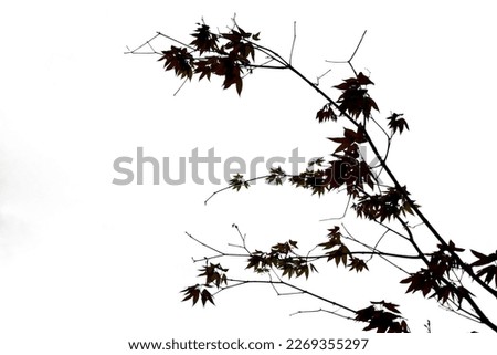 The maple trees sheds its leaves in the dry Royalty-Free Stock Photo #2269355297
