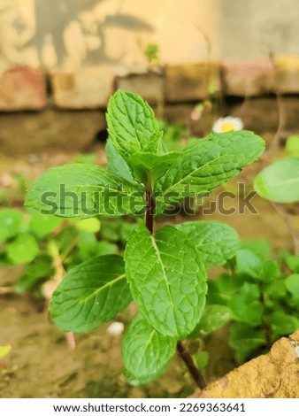 fresh peppermint used for medicinal purposes. It's good for health.