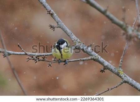 The great tit (Parus major) is a passerine bird in the tit family Paridae. It is a widespread and common species throughout Europe, the Middle East, Central Asia. Image with snowflakes.