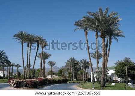 Palm trees against the blue sky on a tropical coast