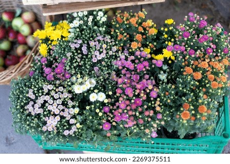 Closeup assortment of colorful chrysanthemum flowers in garden store centre. Daisy flowers in planting pots. Summer and autumn nature background outdoor. Purple and yellow chrysanthemum blossom in pot