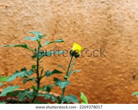 Stock photo of beautiful arctic poppy also known as Papaver radicatum flower plant blooming in the home garden at Gulbarga, Karnataka, India. Picture captured under natural light on blur background.