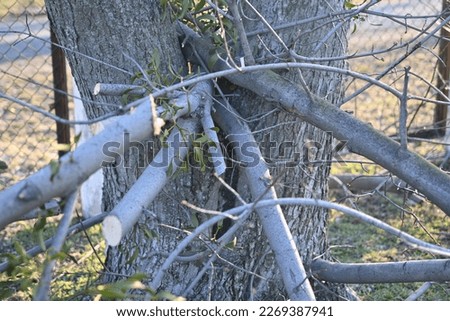 spring pruning of trees, cut tree trunks, moss-covered arbor trunks, cut branches of shrubs, mistletoe on branches, sanitary pruning of trees, trimming trees,  pruning trees, gray logs of wood