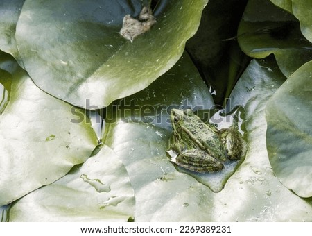 Frog on the leaves of a water lily in a pond