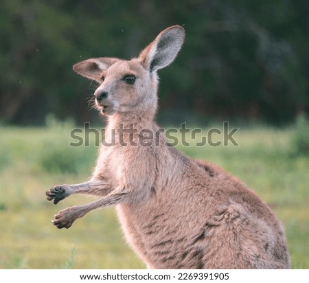 free kangaroos in australian park