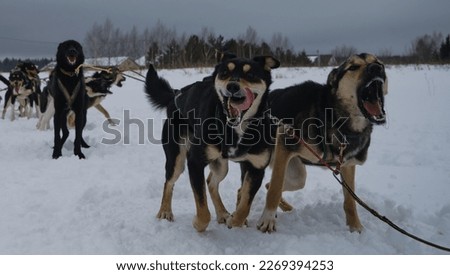 Team Alaskan huskies ready to run forward and pull sled in winter during fog and snowfall. Competitions or training of riding sports. Active charismatic faces pets at work. Concept northern sled dogs.