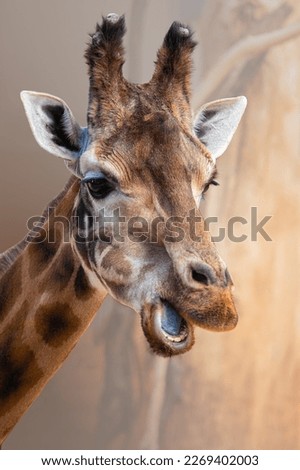 Portrait of Rothschild giraffe, Giraffa camelopardalis rothschildi, against light brown background