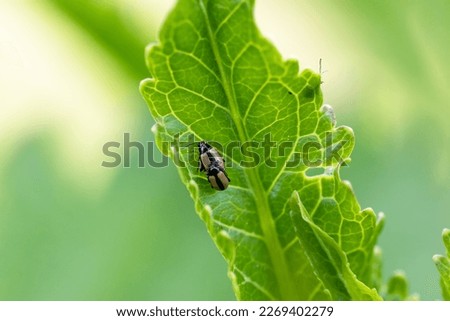 close-up flea beetle black insect with dung on leaf