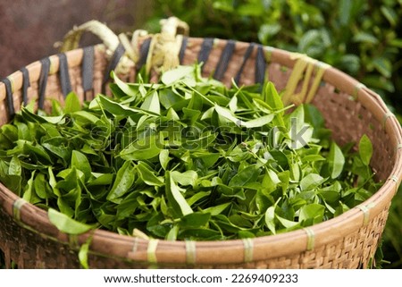 A lot of green tea leaves arranged in a bamboo basket. For product promotions extracted from green tea leaves Royalty-Free Stock Photo #2269409233