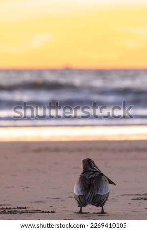 A pelican waits on a california beach at sunset Royalty-Free Stock Photo #2269410105