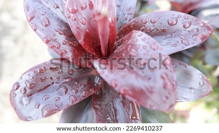 Beautiful ornamental plants, exposed to rain