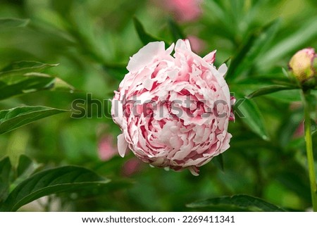Close-up pink peony bud. Flower background