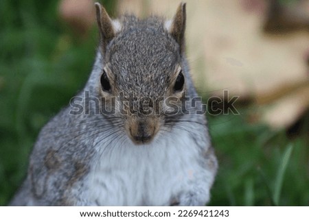 close-up images of a grey squirrel