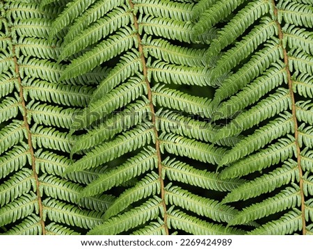 Tree fern (Dicksonia squarrosa) fronds
