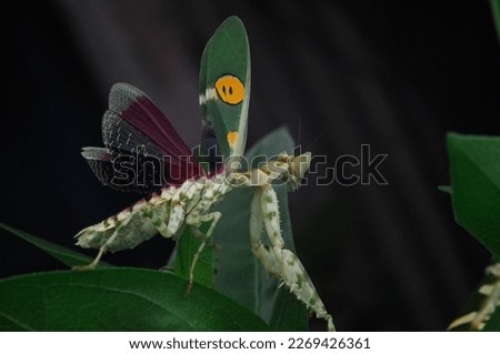 green flower mantis spread his wing when he angry