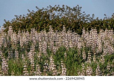 Field of wild blooming pink lupins in the morning sun. Israel