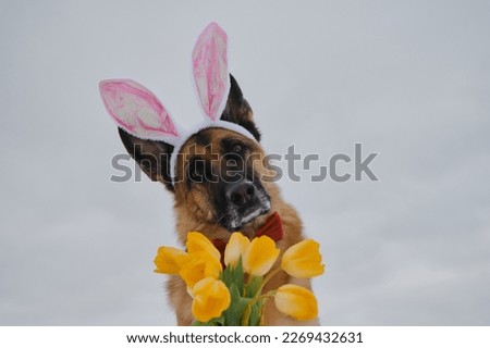 Gentleman dog wears red bow tie outdoor. Greeting card. Concept of pet celebrating Catholic Easter. German shepherd with pink Easter bunny ears and bouquet of yellow tulips meets spring.