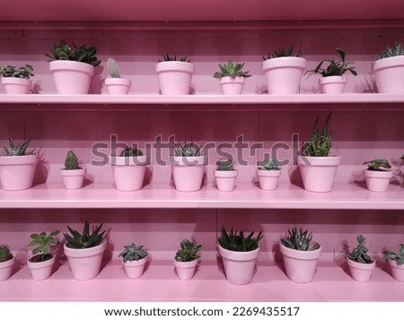 Many different potted small cactus in pink pots on the shelf. Decorative-cactus with color in interior. Wall with plants. Background