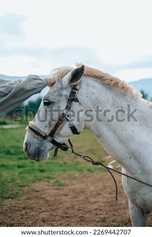 Beautiful Horse || White horse || Cute