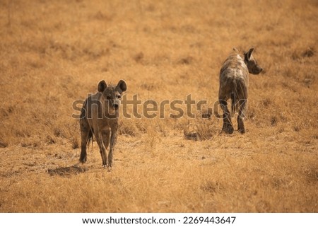 two hyenas in the dry grasslands of Namibia
